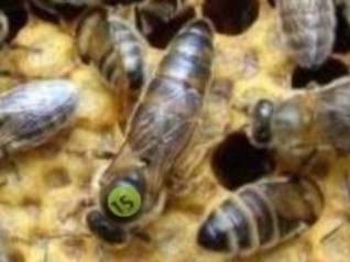 Фото 3. Продом бджолопакети, матки та бджолопродукти (Карпатська бджола)