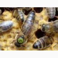 Продом бджолопакети, матки та бджолопродукти (Карпатська бджола)