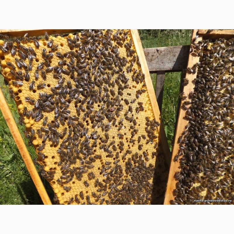 Фото 4. Продом бджолопакети, матки та бджолопродукти (Карпатська бджола)