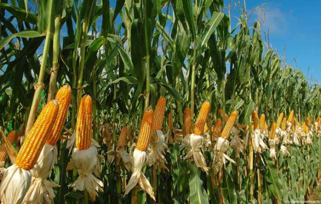 Канадские семена кукурузы skeena ff-199
