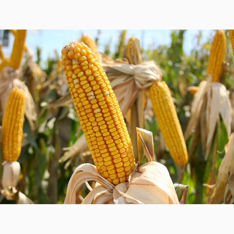 Фото 2. Канадские семена кукурузы skeena ff-199