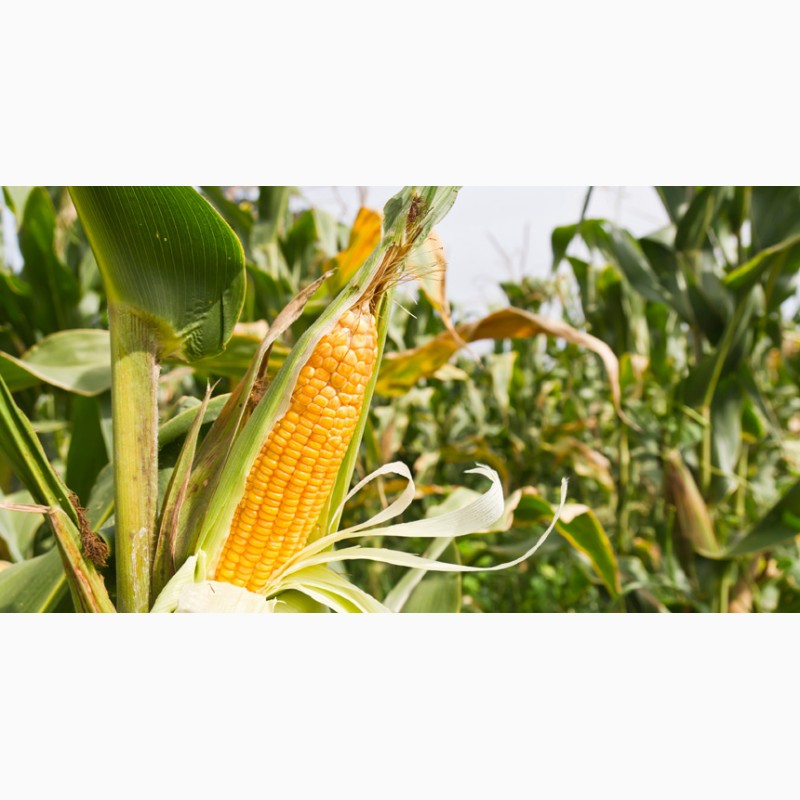 Фото 3. Канадские семена кукурузы skeena ff-199