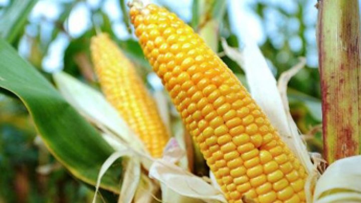 Фото 4. Канадские семена кукурузы skeena ff-199