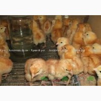 Продам суточных цыплят мясо-яичных Мастер Грей, Фокси чик, Испанка голошейка