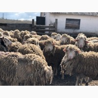 Продаємо вівці меріноси