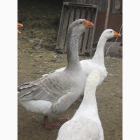 Продам взрослых гусей породы Легард, Серая и Полтавская