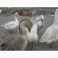 Продам взрослых гусей породы Легард, Серая и Полтавская