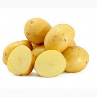 Продажа картофель посадочный продажа посадочного картофеля оптом