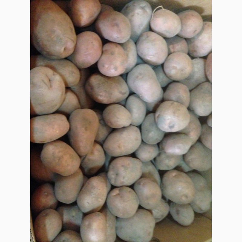 Фото 3. Продам картофель в Днепре