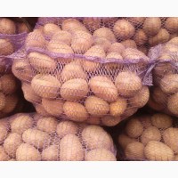 Продам картофель белароса и других сортов