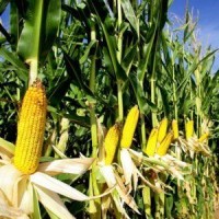 Кукуруза, соя на экспорт с Бразилии