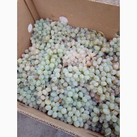 Продам столовый виноград из хранилища
