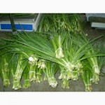 Продам лук зеленый (Харьковская область)
