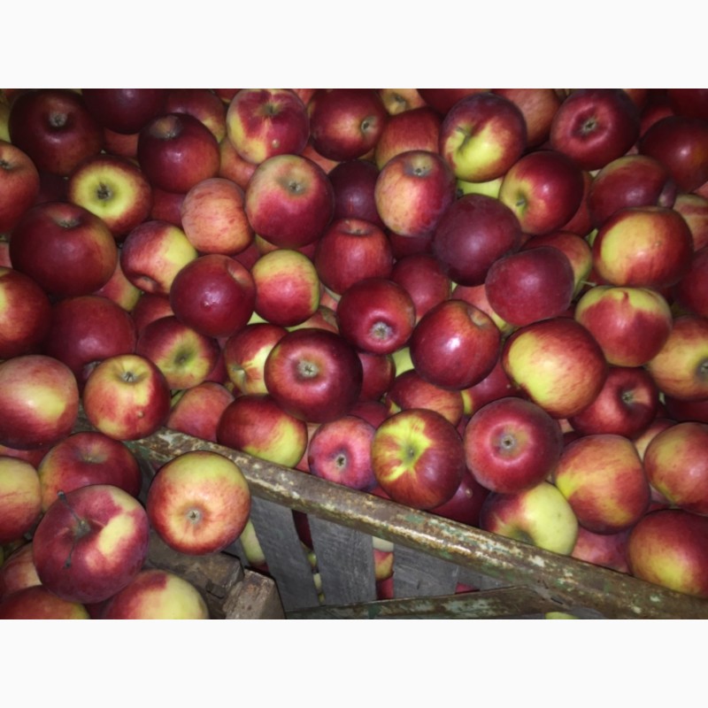 Фото 4. Продам яблука Монтуан Айдарет