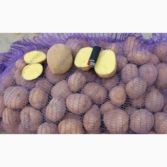 Картофель оптом от крупного сельхозпроизводителя Чувашии