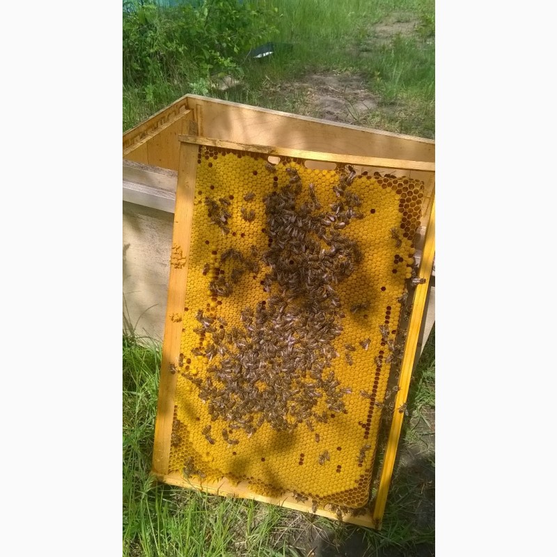 Фото 3. Продам пчелопакеты и пчелосемьи харьков. Старый Салтов