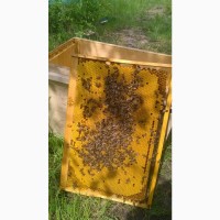 Продам пчелопакеты и пчелосемьи харьков. Старый Салтов