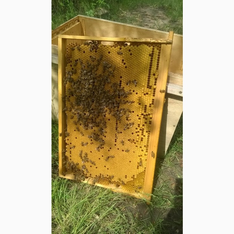 Фото 4. Продам пчелопакеты и пчелосемьи харьков. Старый Салтов