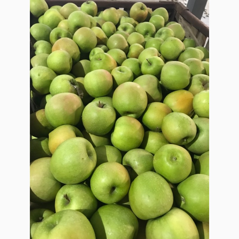 Фото 2. Продамо газоване яблуко ГреніСміт, Фуджі, Голден, Ред Делішес