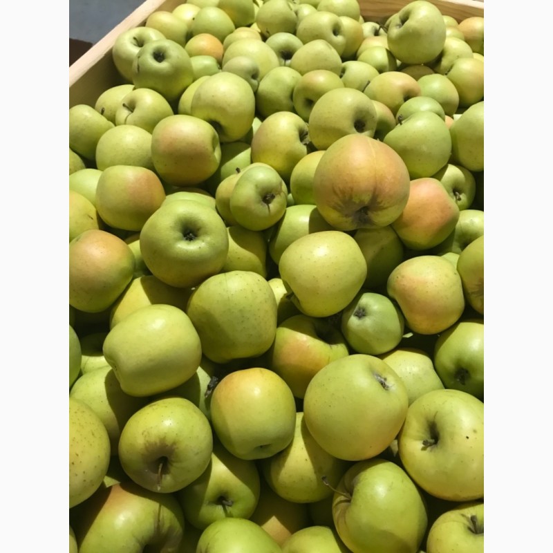 Фото 3. Продамо газоване яблуко ГреніСміт, Фуджі, Голден, Ред Делішес