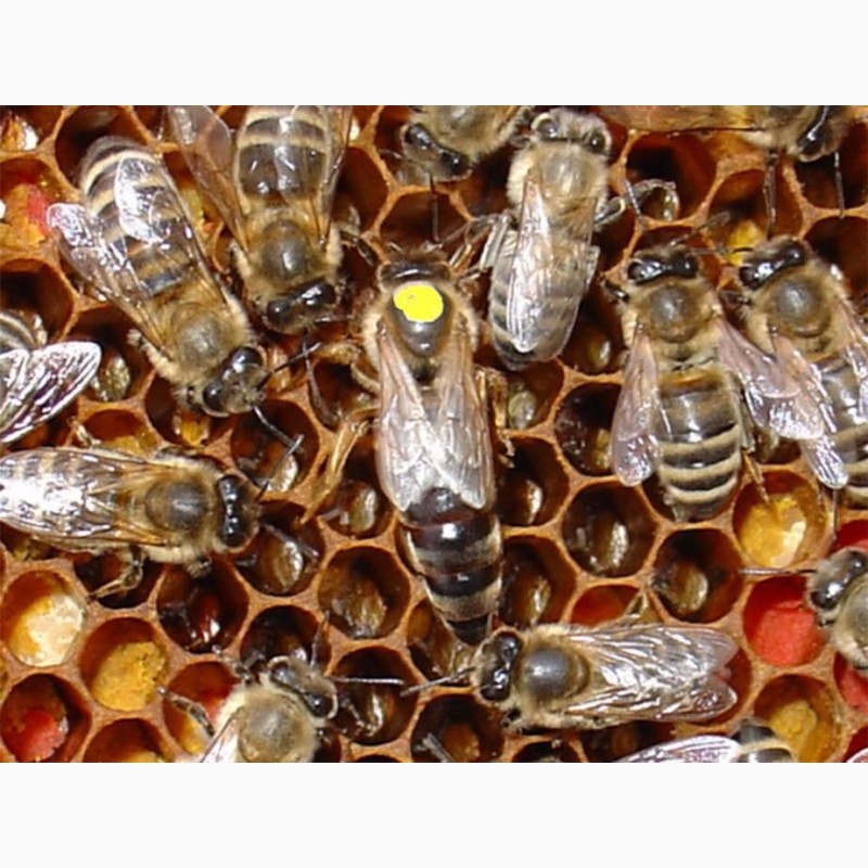 Фото 11. БДЖОЛОМАТКИ Карпатка, КАРНІКА Плідні матки 2024 (Пчеломатки, Бджоломатки, Бджолині матки)