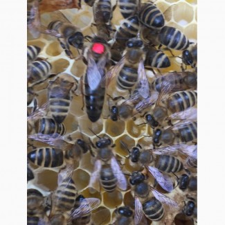 БДЖОЛОМАТКИ Карпатка, КАРНІКА Плідні матки 2024 (Пчеломатки, Бджоломатки, Бджолині матки)