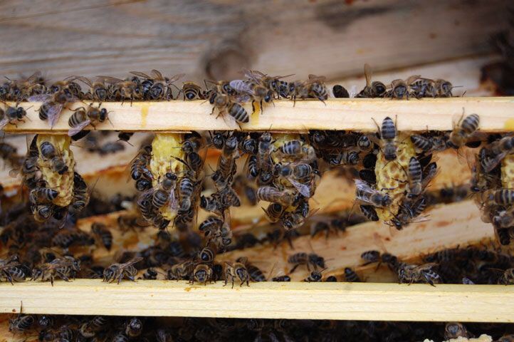 Фото 2. БДЖОЛОМАТКИ Карпатка, КАРНІКА Плідні матки 2024 (Пчеломатки, Бджоломатки, Бджолині матки)