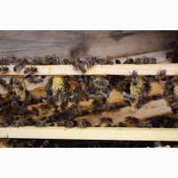 БДЖОЛОМАТКИ Карпатка, КАРНІКА Плідні матки 2023 (Пчеломатки, Бджоломатки, Бджолині матки)
