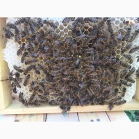 БДЖОЛОМАТКИ Карпатка, КАРНІКА Плідні матки 2023 (Пчеломатки, Бджоломатки, Бджолині матки)