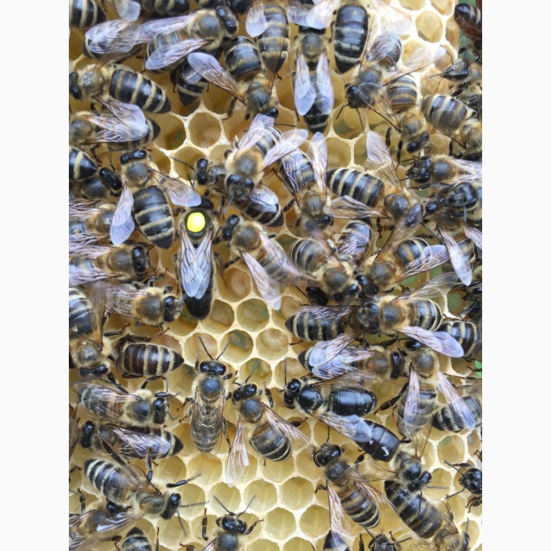 Фото 10. БДЖОЛОМАТКИ Карпатка, КАРНІКА Плідні матки 2024 (Пчеломатки, Бджоломатки, Бджолині матки)