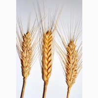 Насіння Озимої пшениці Тайра