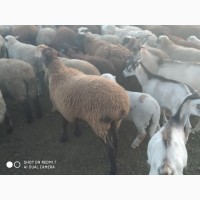 Продам вівці молодняк