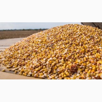 Закупляємо у сільхозвиробників кукурудзу з повишеною вологістю