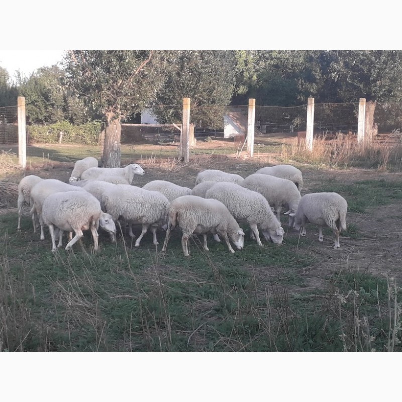 Фото 3. Продам овец