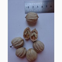 Семена Кария овальная, Гикори лохматый 1шт – 5грн
