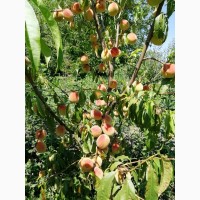 Садженці персика