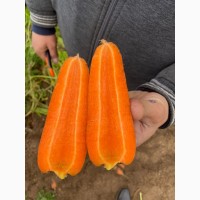 Продам морковь экспортного качества