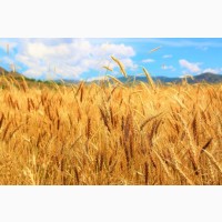 Куплю Пшеницу