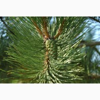 Продам саджанци Продам Сосну черная австрийская Pinus nigra