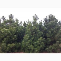 Продам саджанци Продам Сосну черная австрийская Pinus nigra
