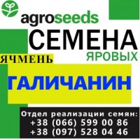 Семена ярого ячменя Галичанин (шестирядный), элита / 1 репродукция