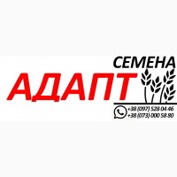 Ячмень Адапт, Семена ярового ячменя 2020 года, элита и 1 репродукция