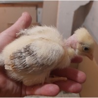 Цыплята голошейки подросшие.(Венгрия)