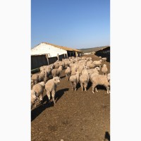 Реализуем на экспорт овцы романовской и мериноской породы