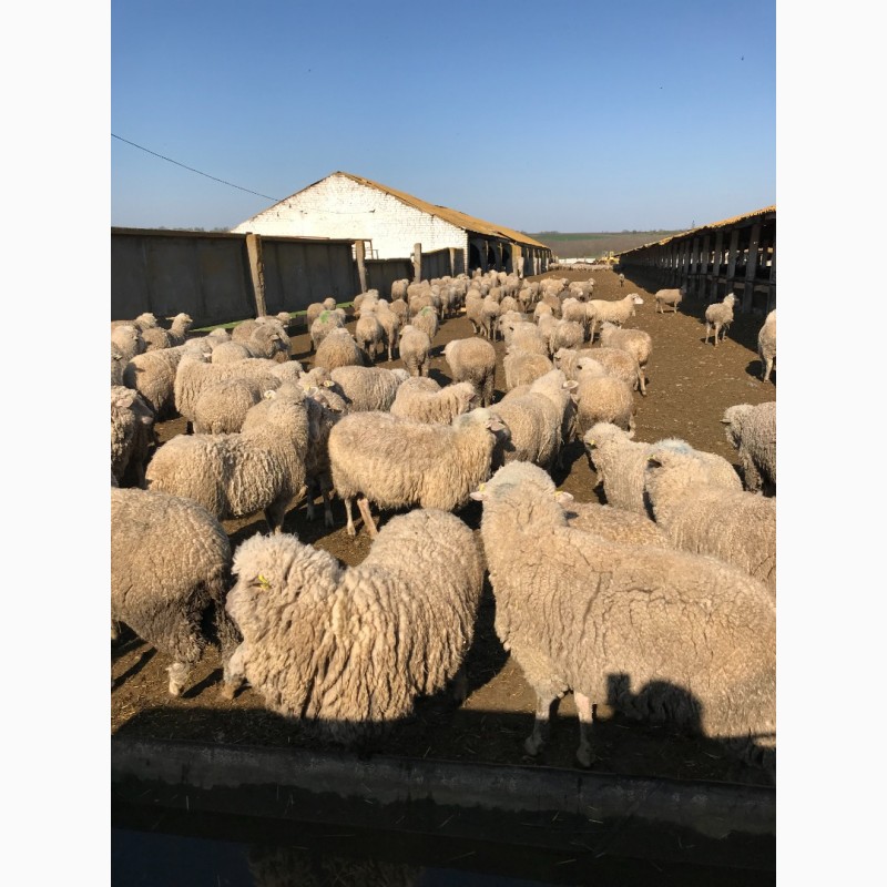 Фото 2. Реализуем на экспорт овцы романовской и мериноской породы