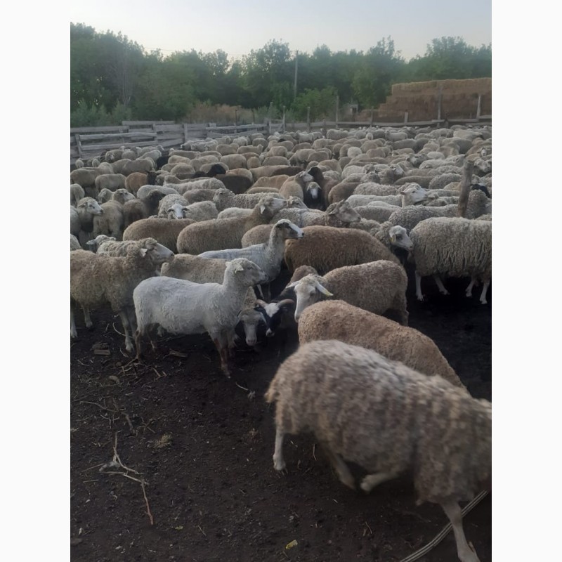 Фото 3. Реализуем на экспорт овцы романовской и мериноской породы