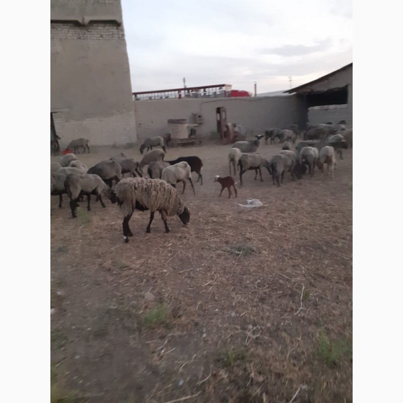 Фото 6. Реализуем на экспорт овцы романовской и мериноской породы