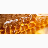Купимо мед оптом - Соняшник