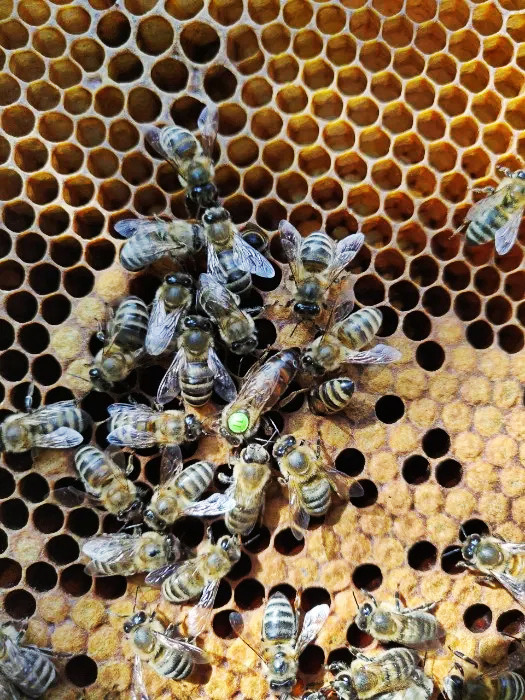Фото 3. Пчеломатка Карника плодная от Норберта Лампрехта(Lrecht Norbert)