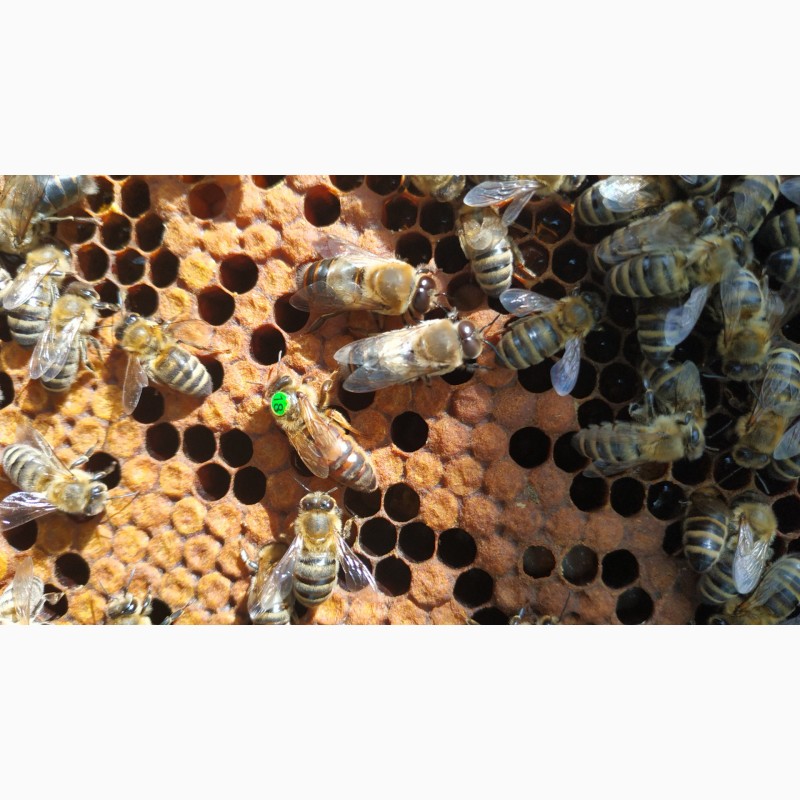 Фото 5. Пчеломатка Карника плодная от Норберта Лампрехта(Lrecht Norbert)